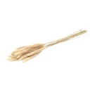 Pampasgras Mini 60 cm 20 Stück getrocknet Natur Trockengras Ziergras Deko Vase