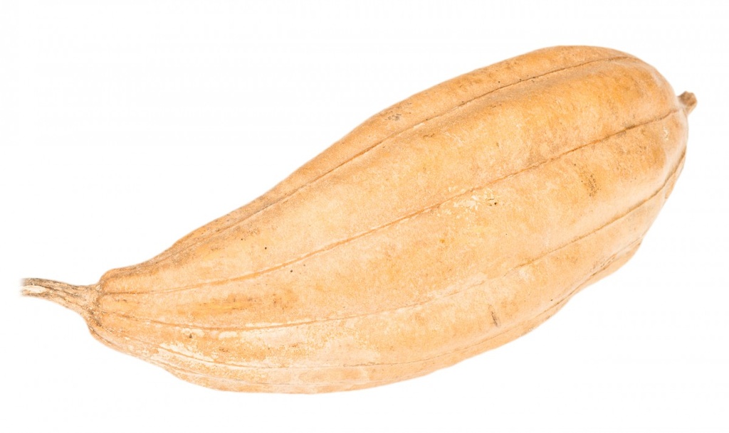 Schwammgurke natur 8-15 cm Luffa aegyptiaca ganze Frucht Samen Vogelspielzeug