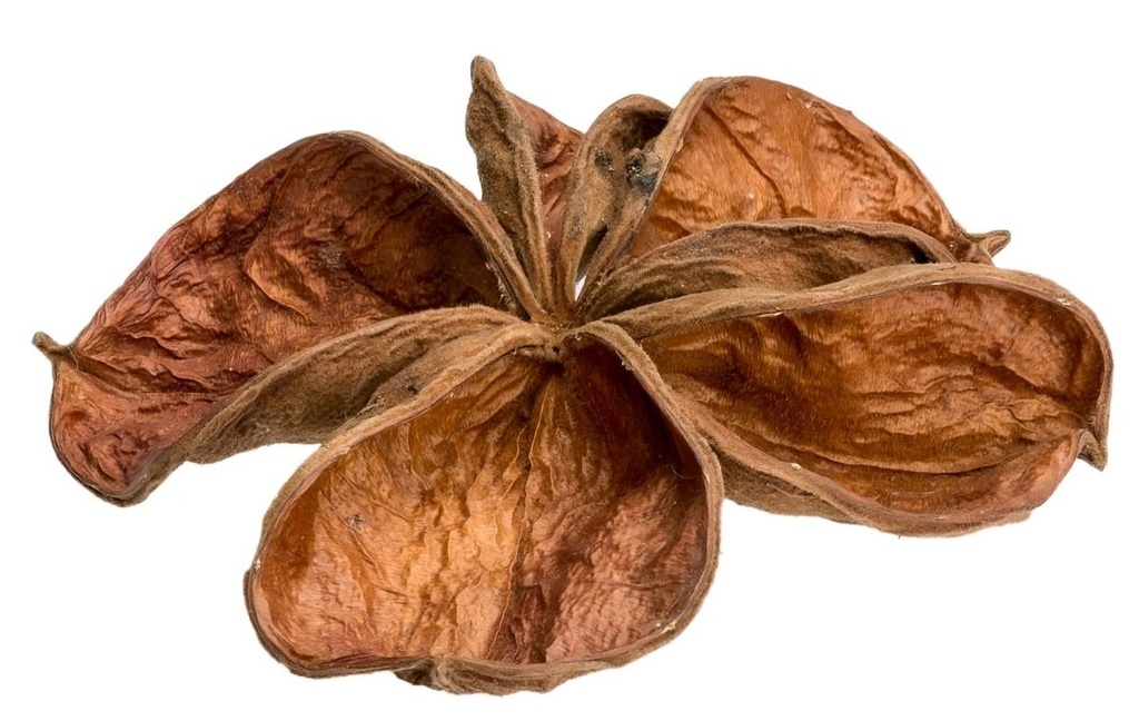 Landlotus natur 5-10 cm Sterculia urens Samenkapsel Allerheiligen Aquarium Deko