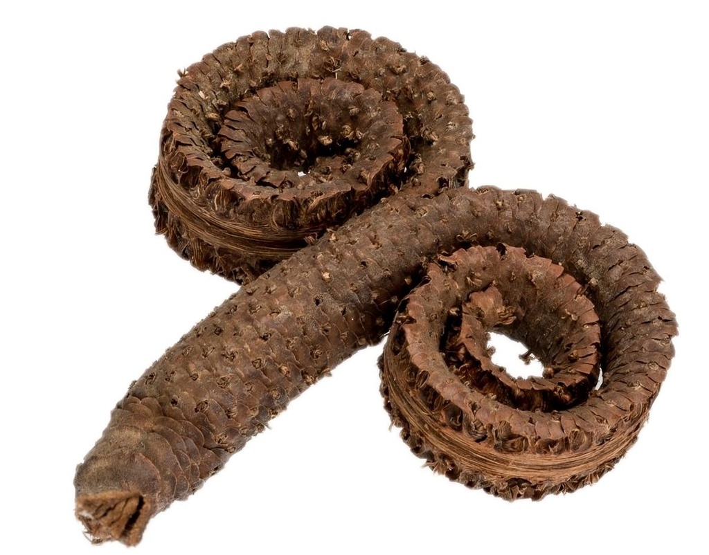 Palm Ring 10-12 cm Borassus flabellifer Palmyrapalme exotisch Terrarium Deko