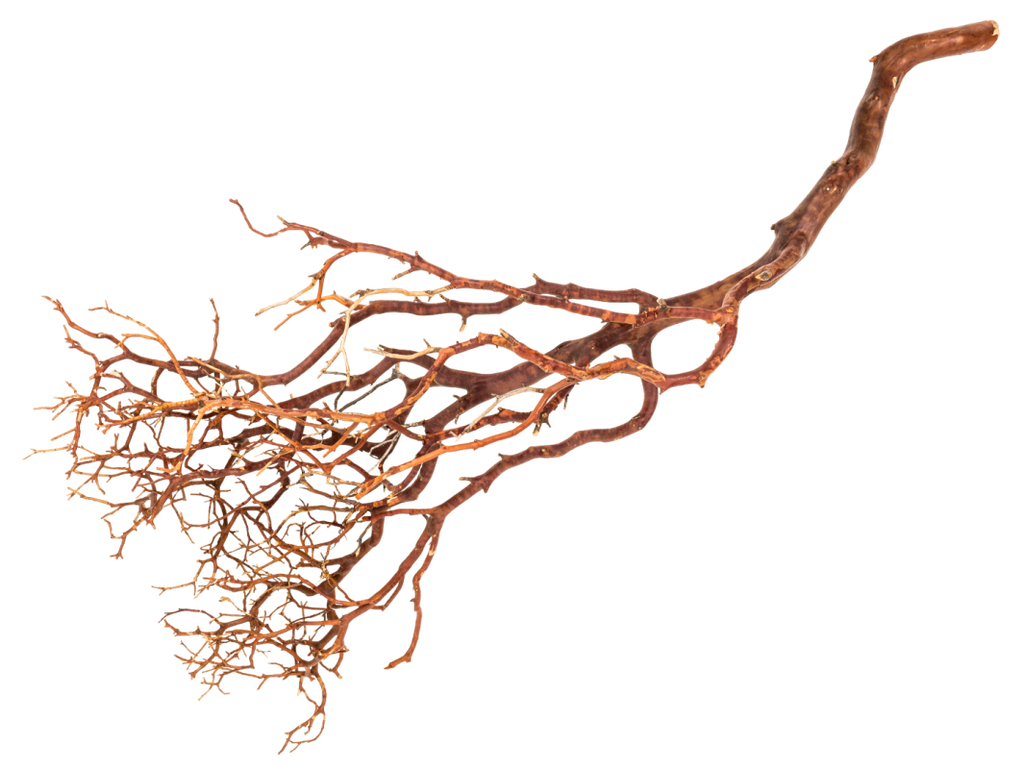 Manzanita-Baum in Natur, Größe ca. 120cm | Dekozweige