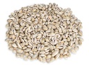 Monetaria annulus 0,5 kg 2 cm ca. 600-700 Stück Kaurischnecken Deko Basteln