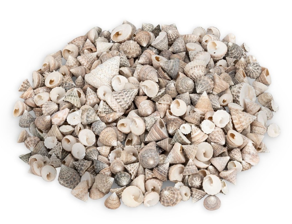Echinellopsis grandinatus 0,5 kg 1-3 cm ca. 200-250 Stück Turbanschnecken Deko