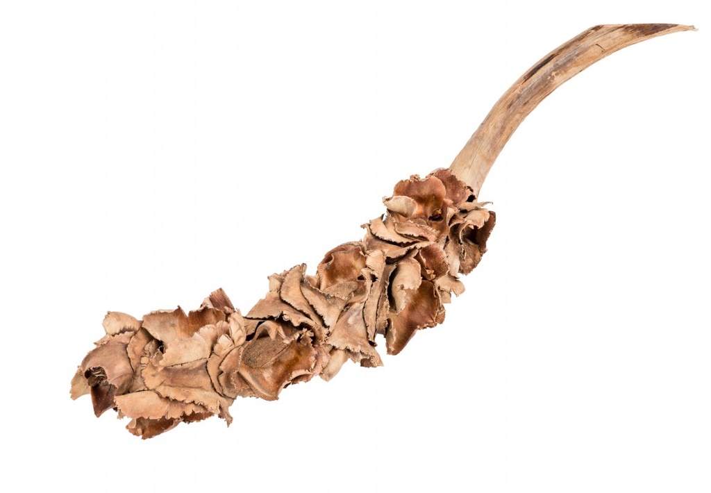 Nussblüten-Zweig in Natur, Größe ca. 25-40cm | Dekozweig