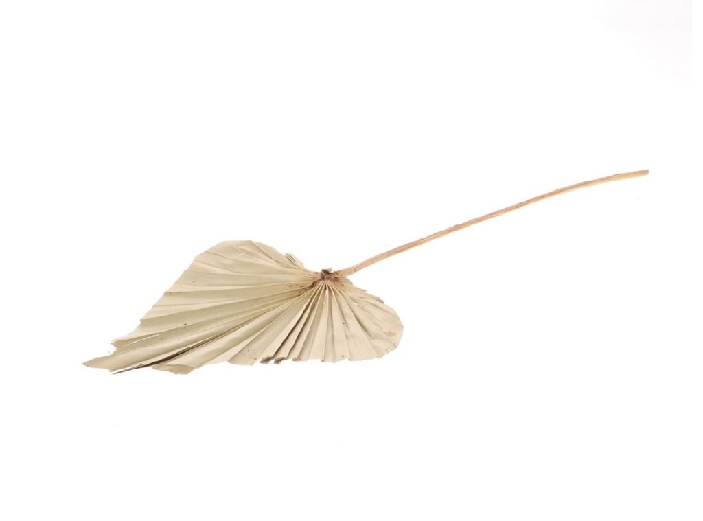 Palmebnlatt "Speer", groß, Breite ca. 20-25 cm, Länge ca. 45-60 cm | Palmenwedel