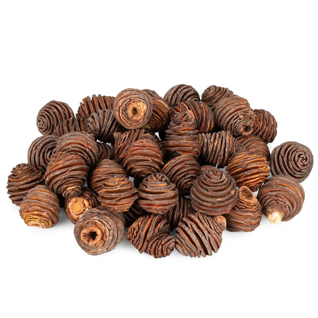 Spiral-Zapfen 0,5kg natur getrocknet | Leucadendron Deko Basteln Floristik