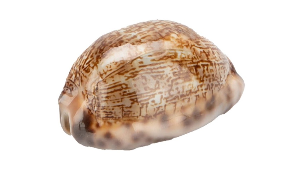Cypraea Arabica ca. 3,5 cm Arabische Kauri Mauritia arabica Kaurischnecke Deko