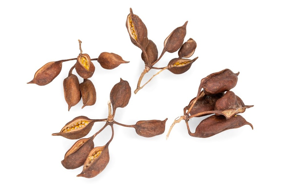 Brachychiton Fruchtkapseln 100 g, 5-7 cm, Flaschenbaum Trockendeko exotisch