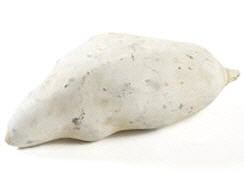 Baobab weiß ca. 9-12cm
