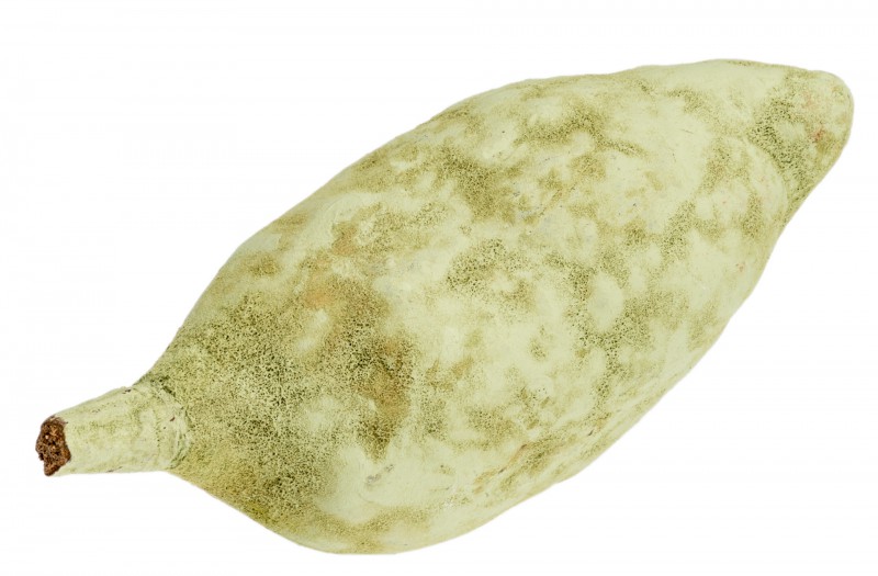 Baobab Frucht grün 9-12 cm Adansonia digitata Affenbrotbaum exotisch Afrika Deko