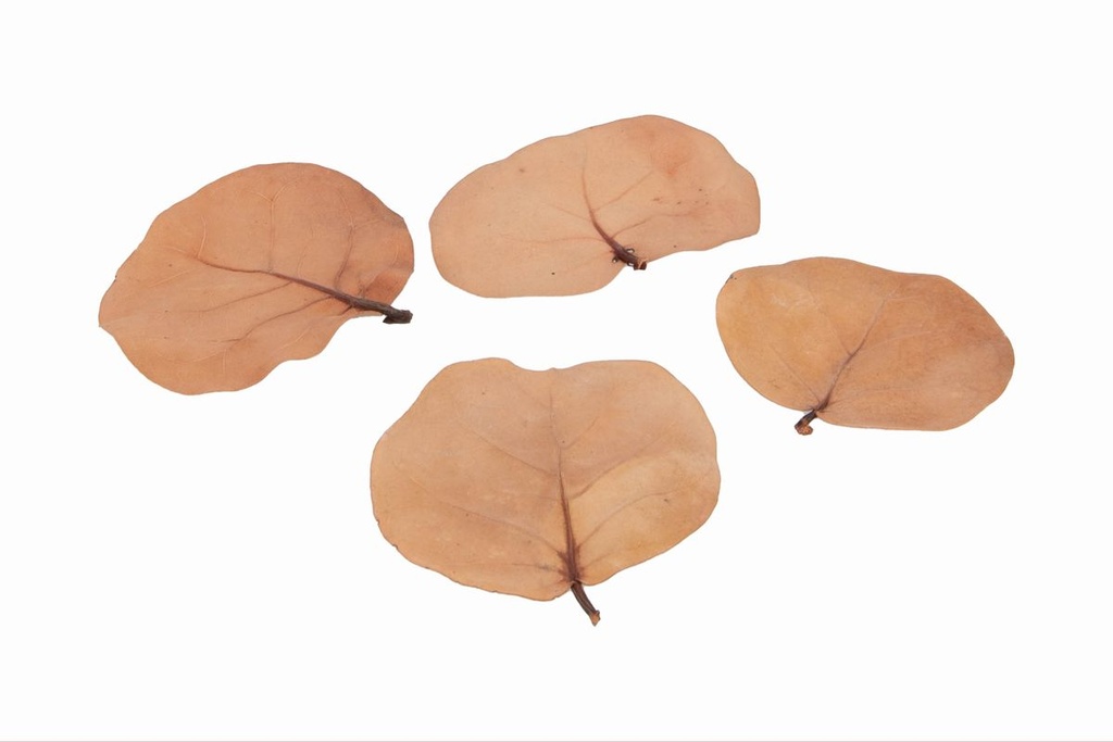 Meertrauben Blätter getrocknet, Größe ca. 7-10cm, verpackt in einer Box mit 50 Stk. | Coccoloba uvifera