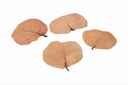Meertrauben Blätter getrocknet, Größe ca. 7-10cm, verpackt in einer Box mit 50 Stk. | Coccoloba uvifera
