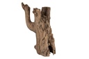 Teak Wurzel stehend 25-35 cm, Ø 10-15 cm, Terrarium Aquarium Deko Wurzelholz
