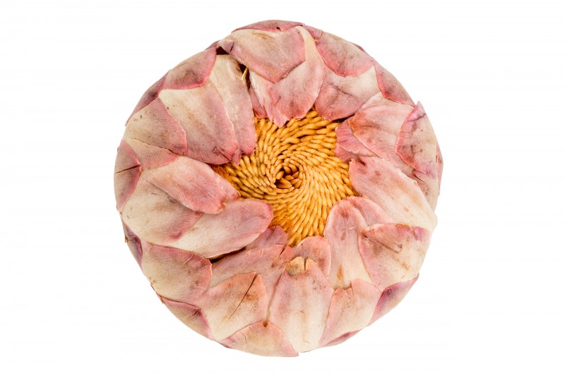 Protea sulphurea 4-6 cm getrocknete Blütenknospe Südafrika Trockenblume Deko