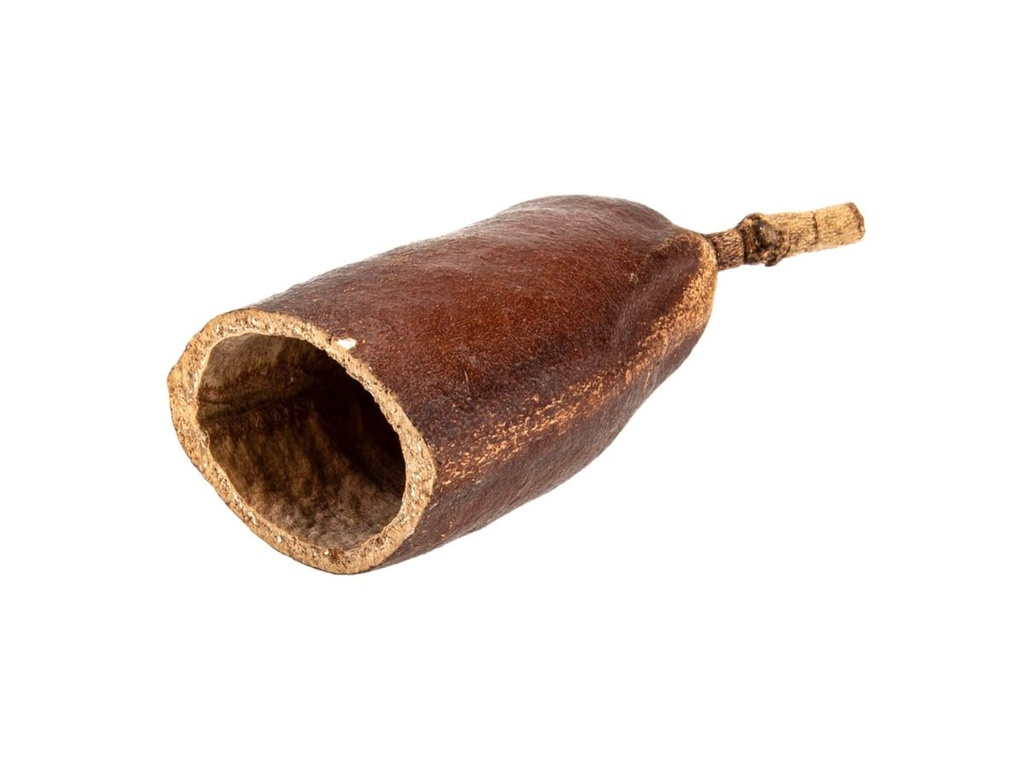 Courbaril Schote geöffnet 8-10 cm Hymenaea courbaril Terrarium Tillandsien Deko