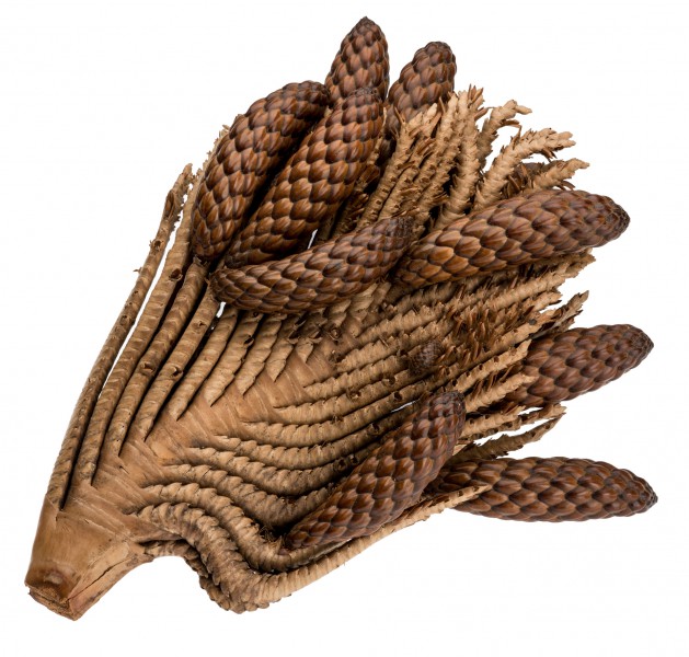 Thika-Nuss-Zweig, Größe ca. 20-30cm | Raphia farinifera