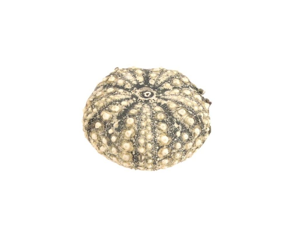 Echinothrix calamaris 3-4,5 cm Seeigelgehäuse Tillandsienhalter maritim Deko