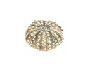 Echinothrix calamaris 3-4,5 cm Seeigelgehäuse Tillandsienhalter maritim Deko