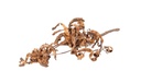 Akazienzweig natur ca. 30 cm Acacia cyclops Dekozweig Samenhülsen Trockenblumen