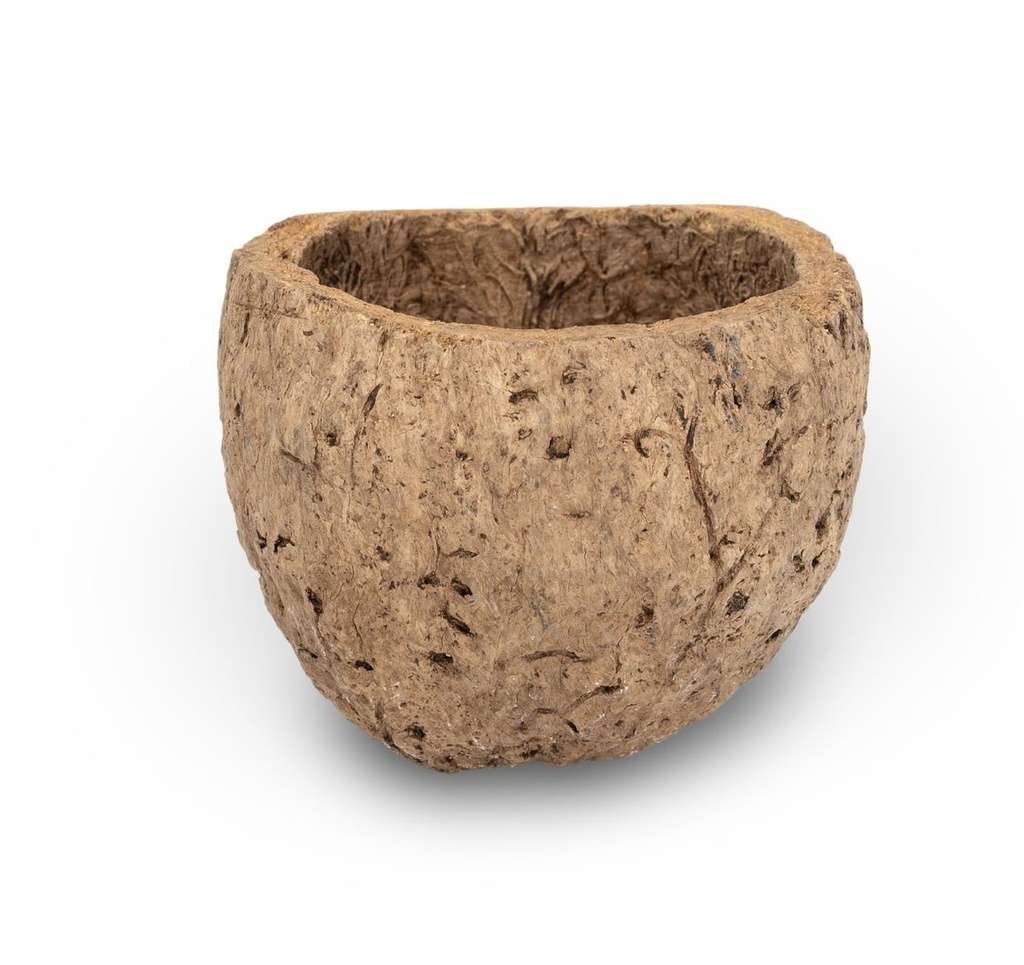 Qurico Paranussschale Natur 7-10 cm, exotische Fruchtschale Deko Natur Naturdeko