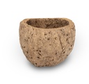 Qurico Paranussschale Natur 7-10 cm, exotische Fruchtschale Deko Natur Naturdeko