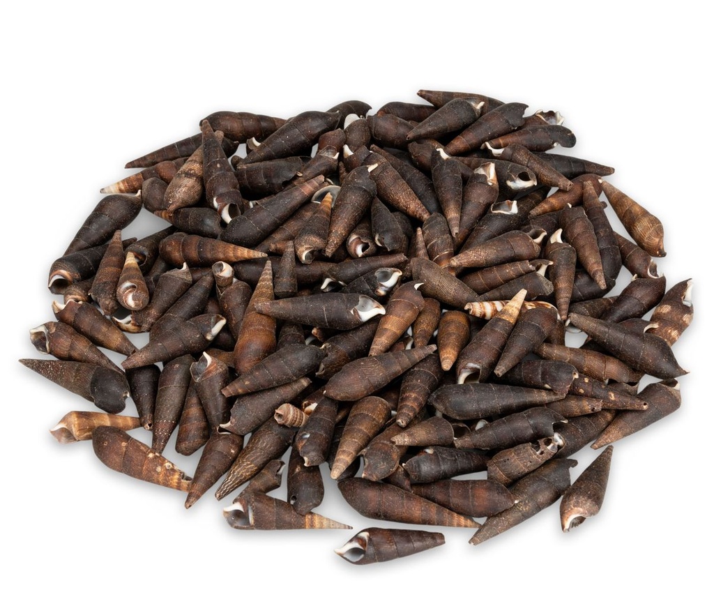 Faunus ater 0,5 kg 5-8 cm Teufelsdornschnecke schwarz Schneckenhäuser Deko Glas