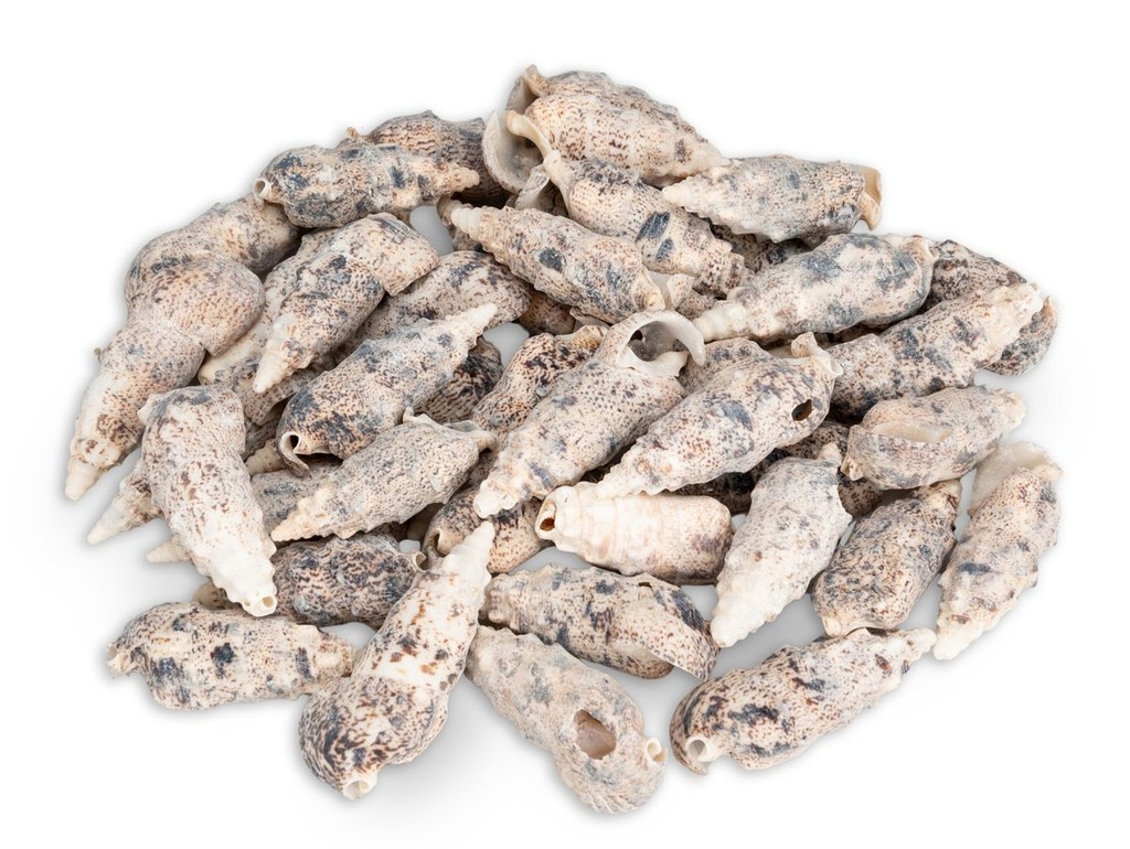 Cerithium aluco 0,5 kg 5-7,5 cm ca. 34-45 Stück Hornschnecken Schneckenhaus