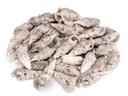 Cerithium aluco 0,5 kg 5-7,5 cm ca. 34-45 Stück Hornschnecken Schneckenhaus