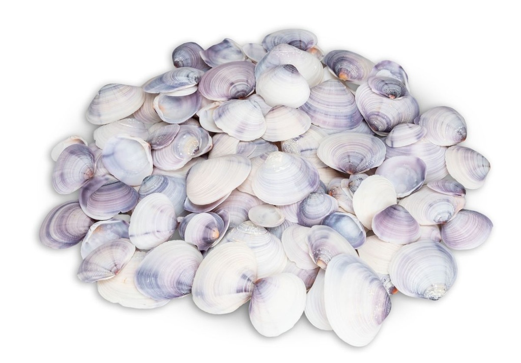 Codakia punctata - Meeresmuschel - Muscheln zum Basteln und Dekorieren | maritime Dekoration