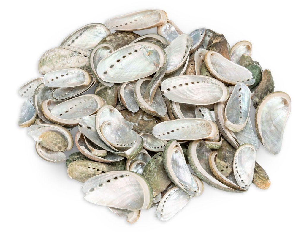 Haliotis assinina 0,5 kg 5-8 cm ca. 80-100 Stück Eselsohr Abalone Perlmutt Deko