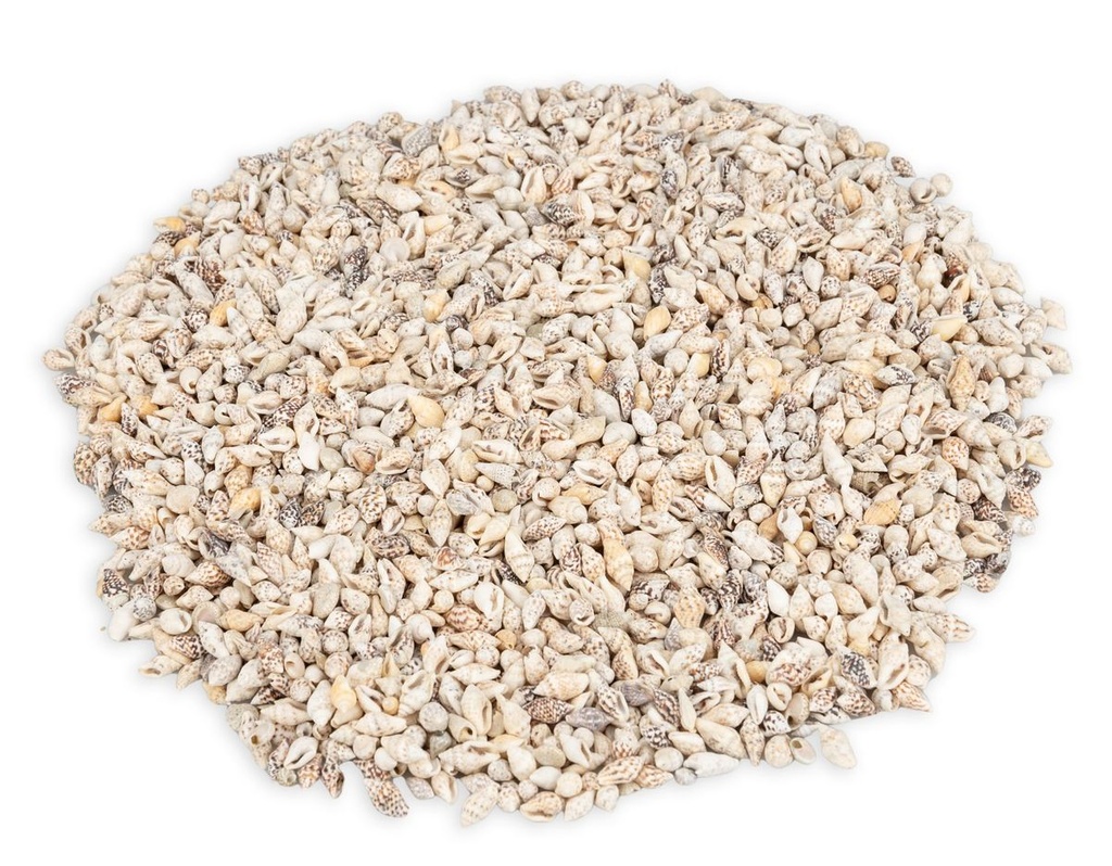Pyrene philippinarum 0,5 kg 1-1,5 cm ca. 1000 Stück Mini Schneckenhäuser Basteln