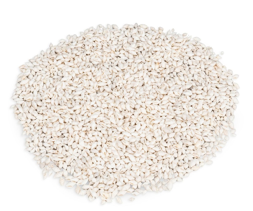 Pyrene philippinarum gekocht 0,5 kg 1-1,5 cm ca. 1000 Stück Mini Schnecken Deko