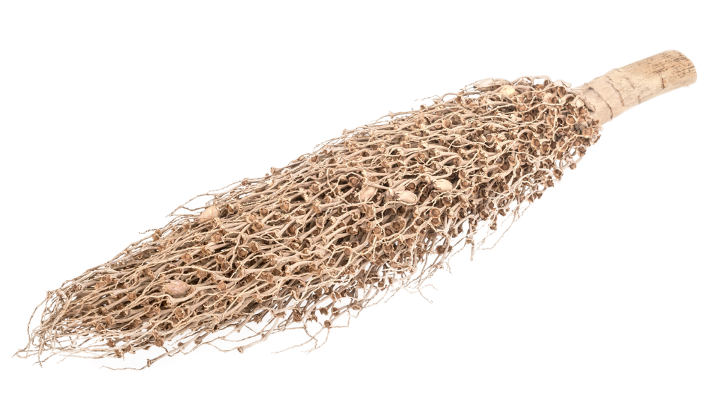 Tocha olympica, Größe ca. 40-60cm | Palmen-Fackel