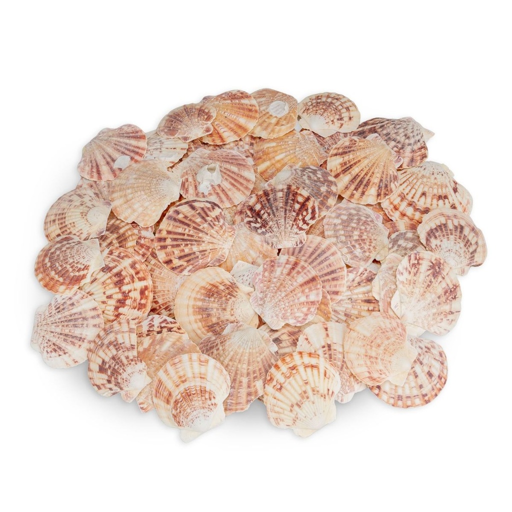 Jakobsmuscheln Deko 0,5 kg 4-6 cm 60-70 Stück Kammmuscheln Pecten lentiginosus