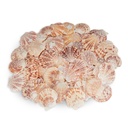 Jakobsmuscheln Deko 0,5 kg 4-6 cm 60-70 Stück Kammmuscheln Pecten lentiginosus