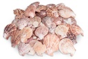 Pecten nobilis 0,5 kg 5-8 cm ca. 30-40 Stück Kammmuscheln Deko Tischkarte
