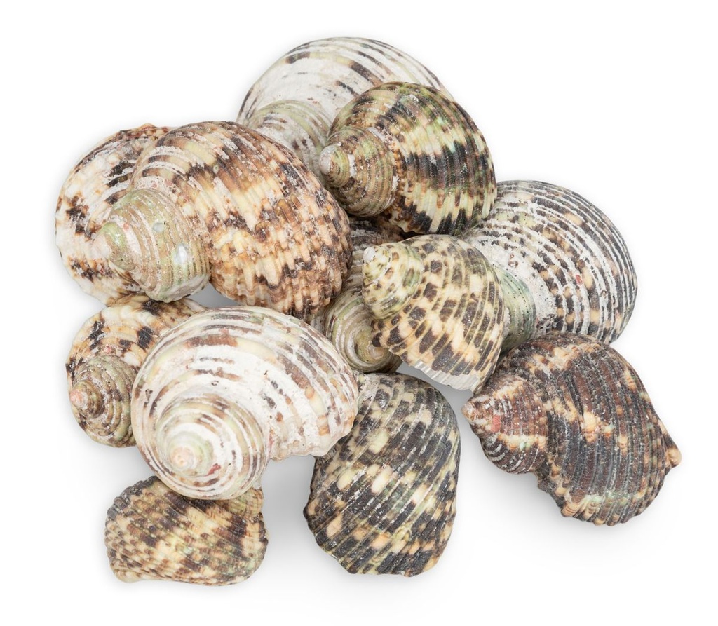 Turbo argyrostomus 0,5 kg 4-6 cm ca. 8-12 Stück Turbanschnecke Schneckenhaus
