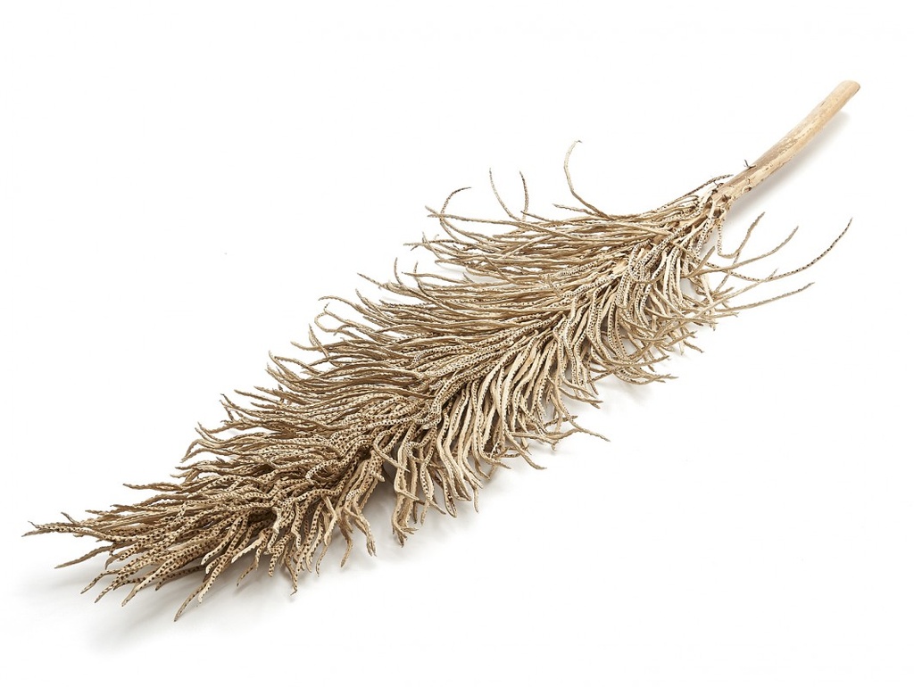 Cacho ingasso, Größe ca. 120cm | Palmenblüte