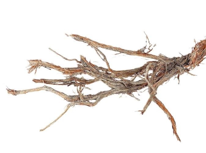 Ghostwood Baum in Natur und mit Rinde, Höhe ca. 120cm