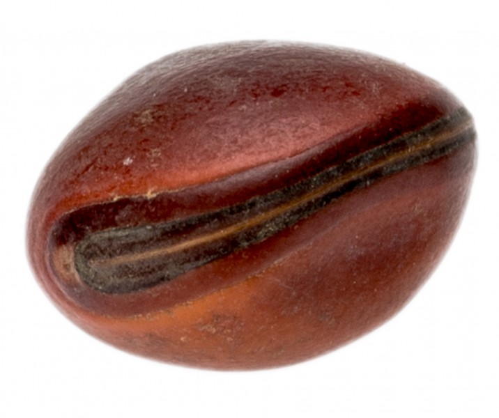 Bean Olho de Boi Hellbraun, Größe: Ø ca. 2-3cm | Dioclea violacea