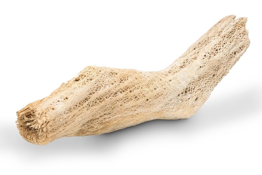 Kaktuswurzel Natur, Länge ca. 50-70 cm | Vuka Holz Groß