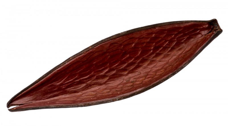 Canoinha braun 10-15 cm Funtumia elastica Dauschote exotische Trockendeko Vase