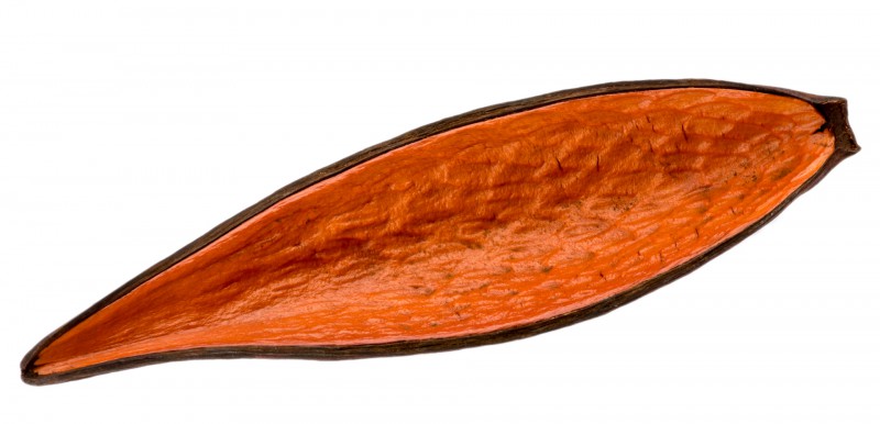 Canoinha orange