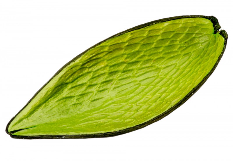 Canoinha apfelgrün 10-15 cm Funtumia elastica Dauschote gefärbt Trockendeko Vase