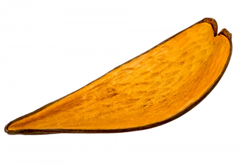 Canoinha sonnengelb