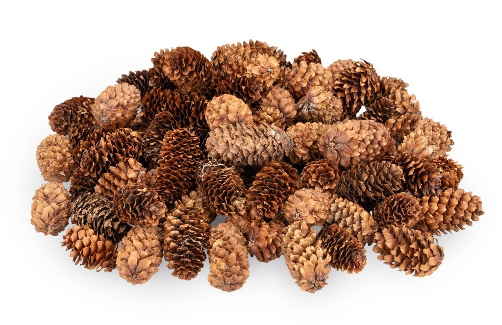 Kleine Fichtenzapfen in Natur, ca. 2-4cm, 180 g, ca. 80-100 Stk. | picea asperata