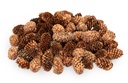 Kleine Fichtenzapfen in Natur, ca. 2-4cm, 180 g, ca. 80-100 Stk. | picea asperata