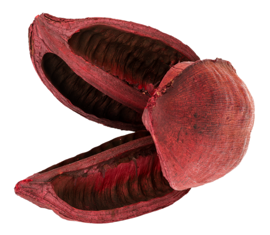 Sororoca Frucht rot ca.10-15cm