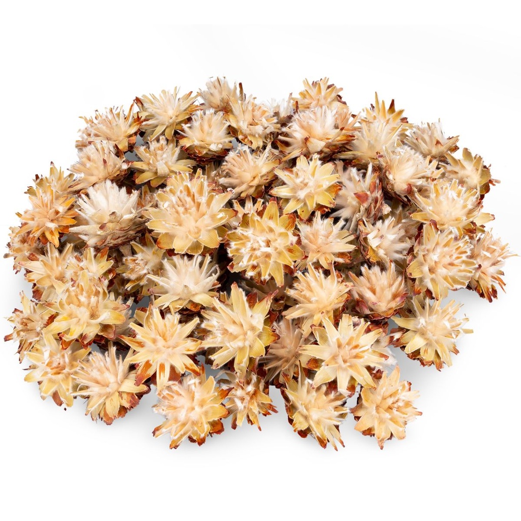 Leucadendron plumosum getrocknet 0,5kg – ca. 70–80 Köpfe | Exotische Trockenblumen Naturdeko | Protea für Boho Hochzeit, DIY Basteln, Vasen & Tischdeko rustikal