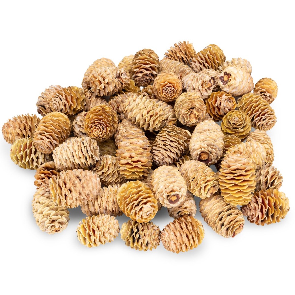 Leucadendron sabulosum Zapfen 0,5kg (ca. 50–70 Stück) Naturdeko aus Südafrika | Trockenblumen für Boho Hochzeit, Trauerfloristik, DIY Basteln, rustikale Tischdeko & florale Dekoideen